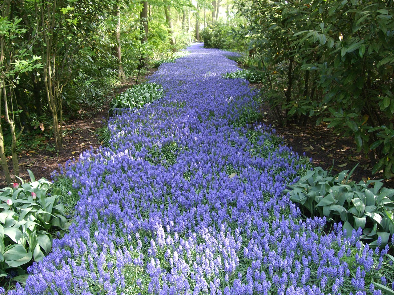 flower garden river free photo