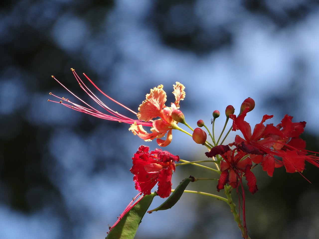 flower flamboyant tree tree free photo