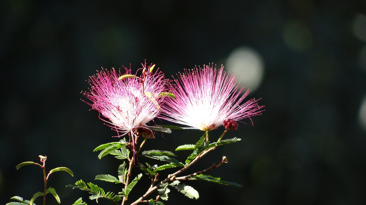 flower explosion color brazil free photo