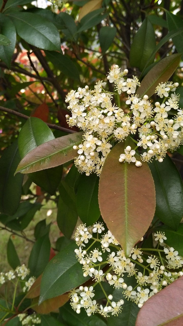 flower tree the scenery free photo