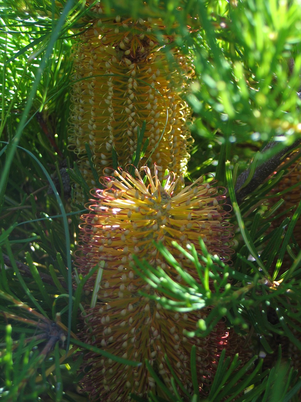 flower native banksia free photo