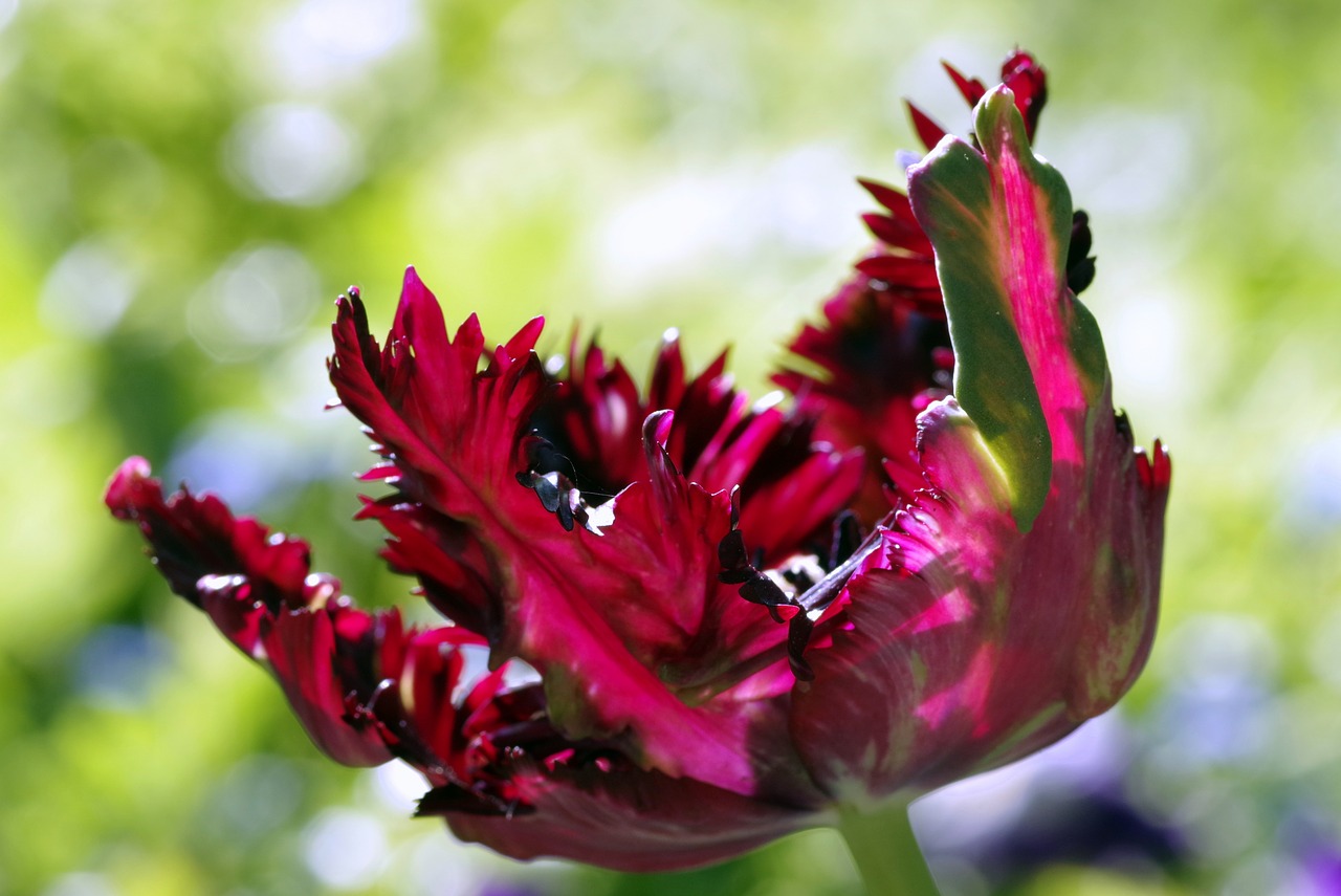 flower jagged tulip free photo