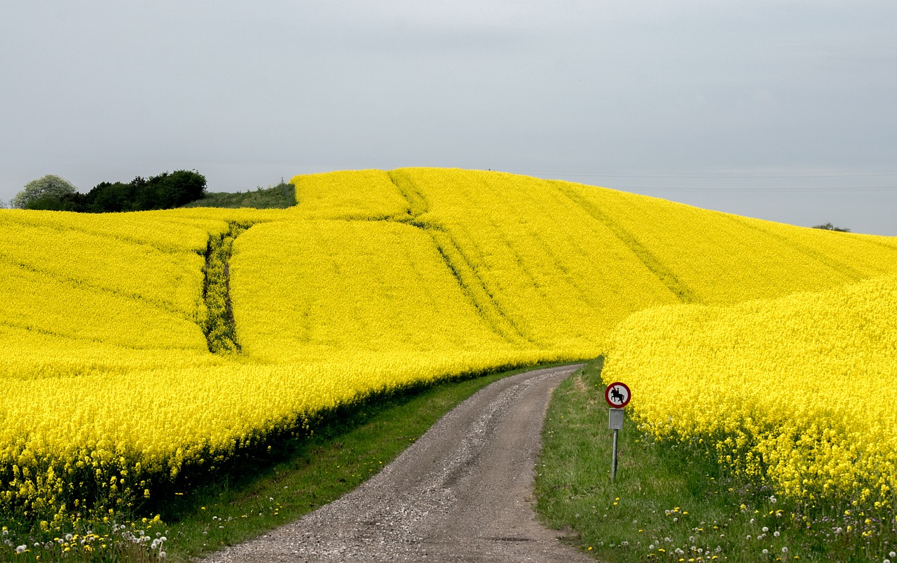 flower blütenmeer rapeseed free photo