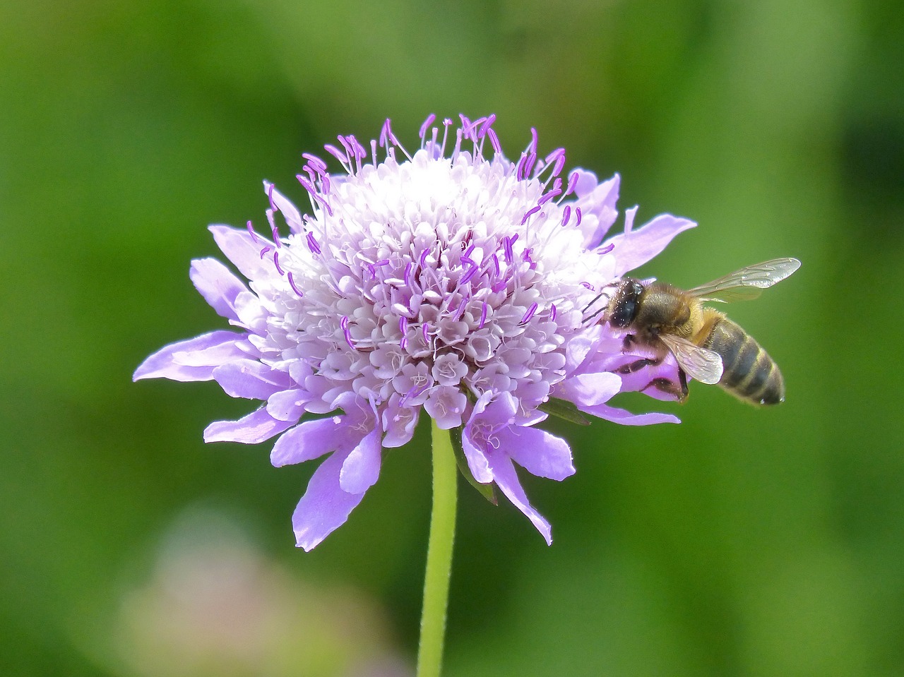 flower bee libar free photo