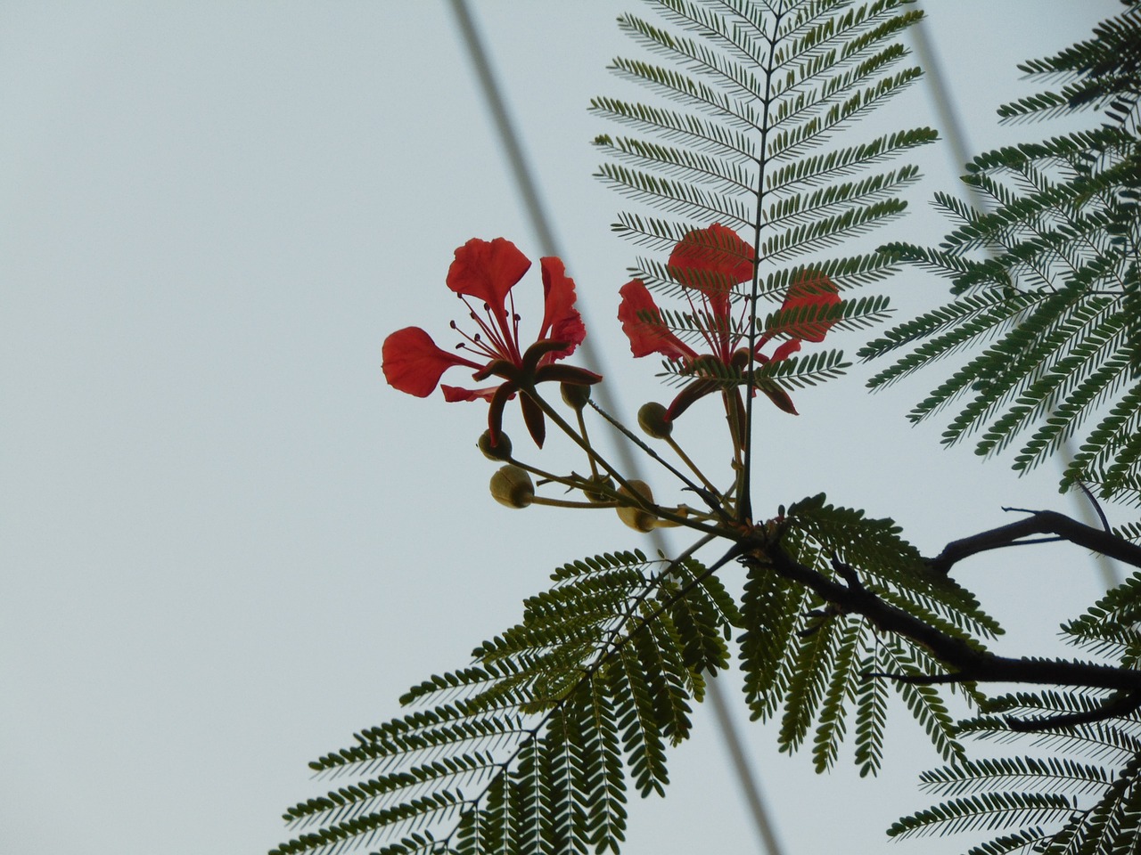 flower phoenix nice free photo