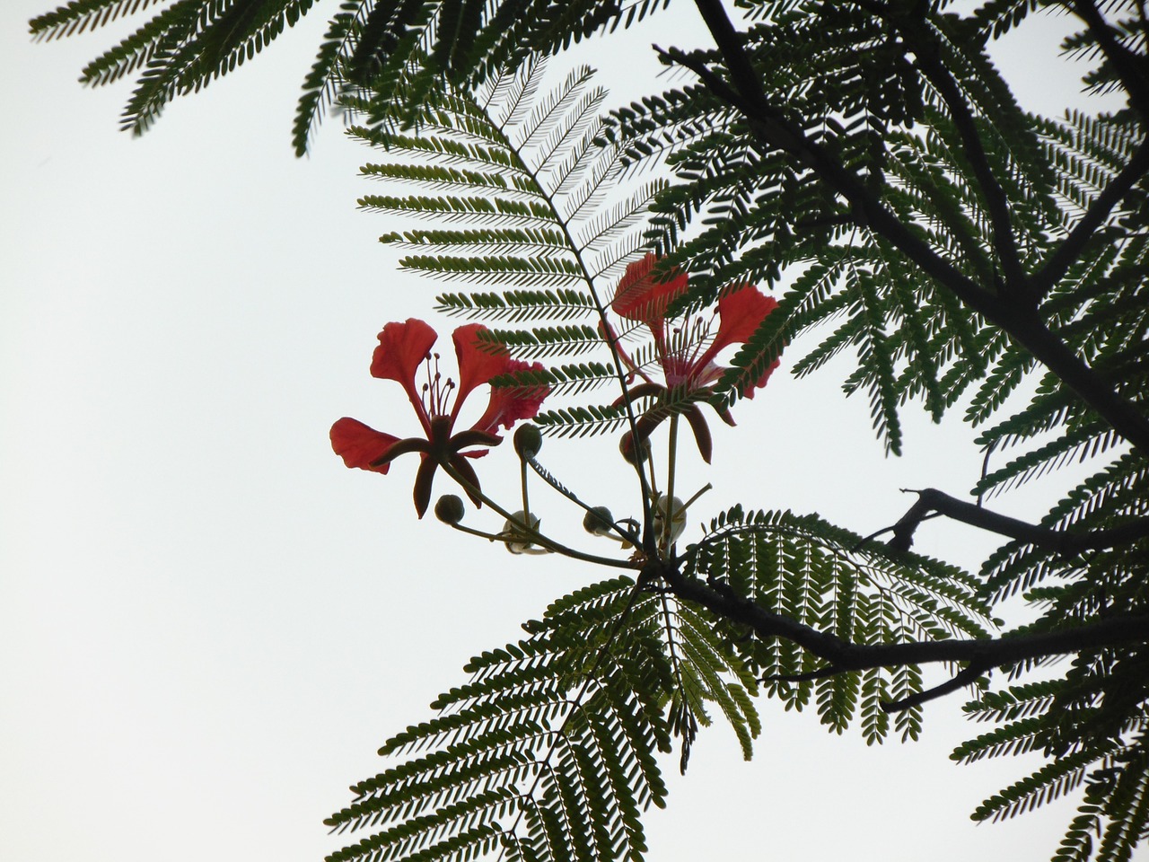 flower phoenix nice free photo