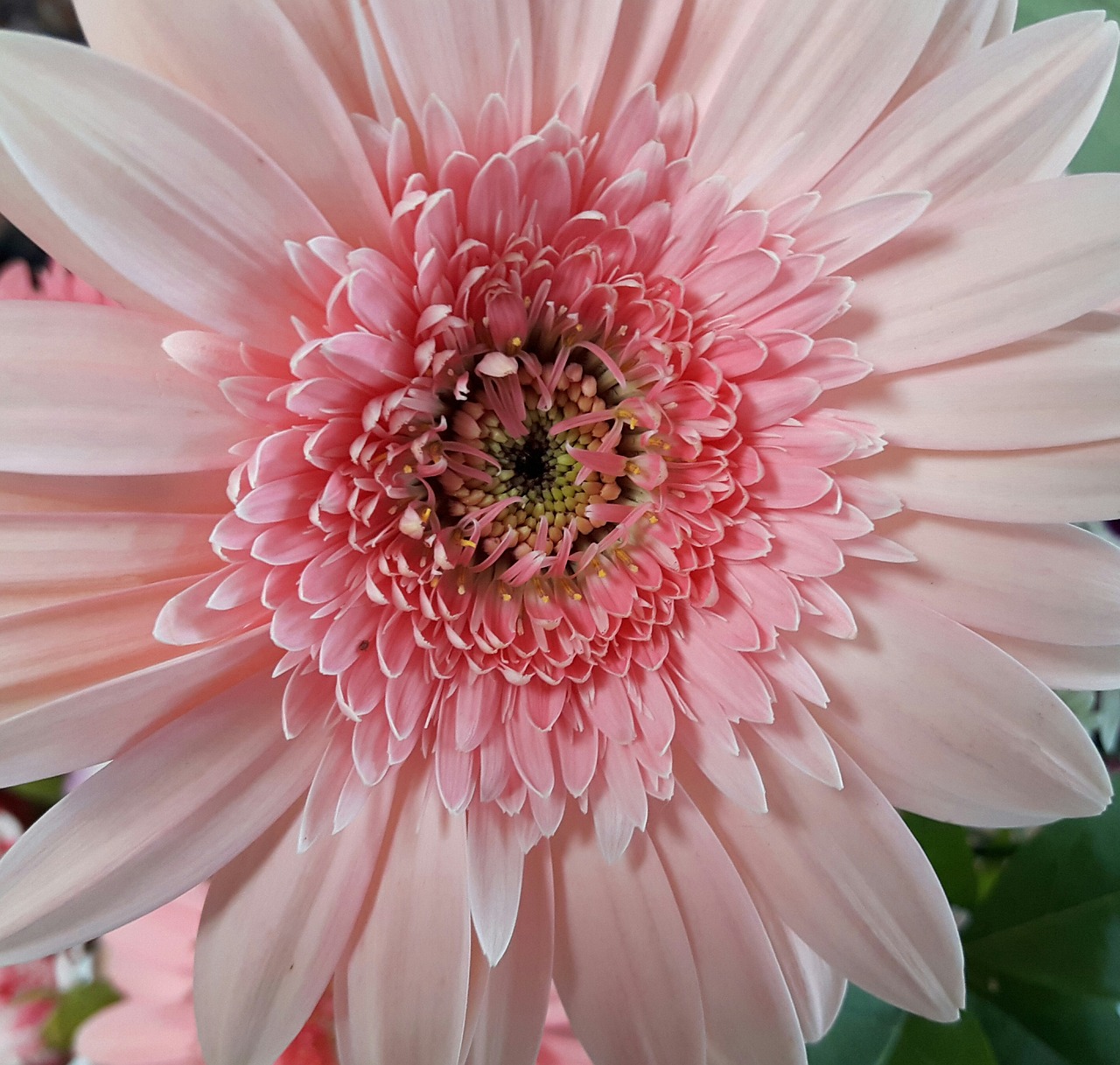 flower pink white free photo