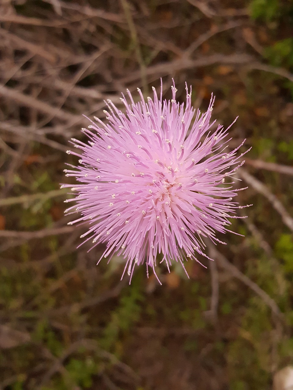 flower pink thistleweed free photo