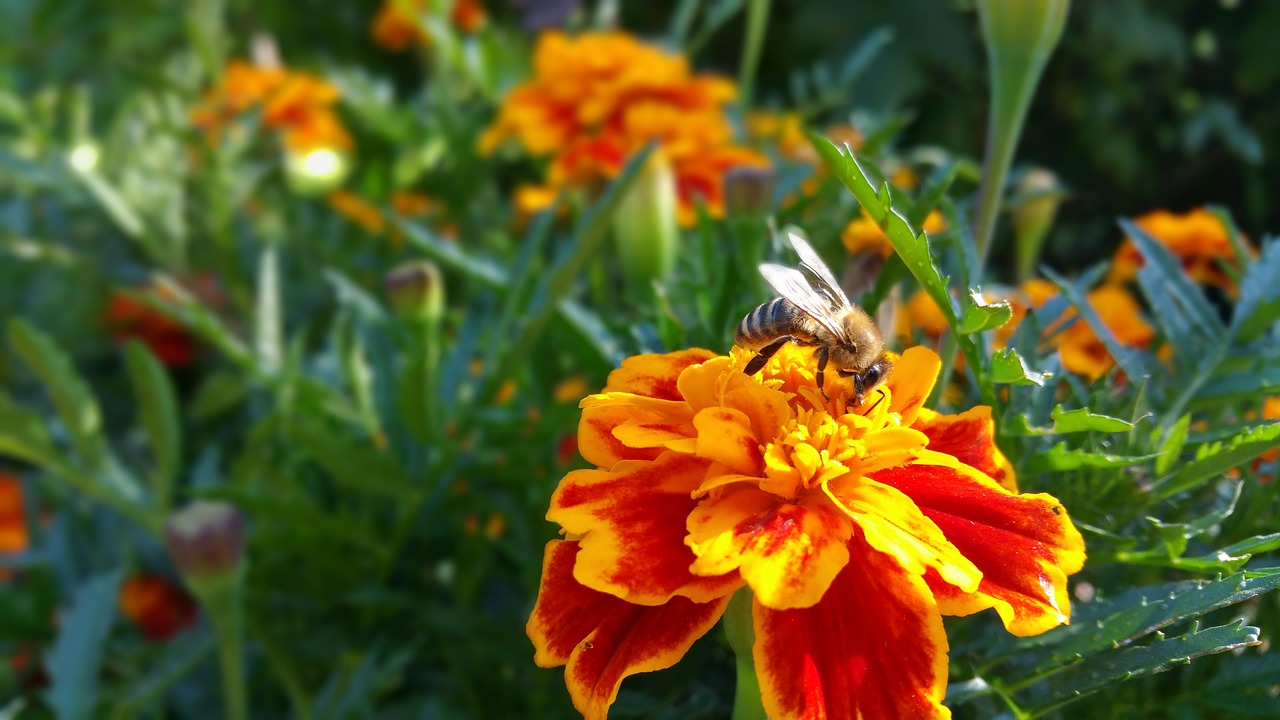 flower bee nature free photo