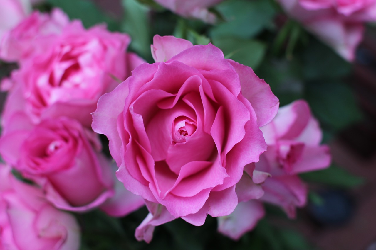 flower rose pink free photo