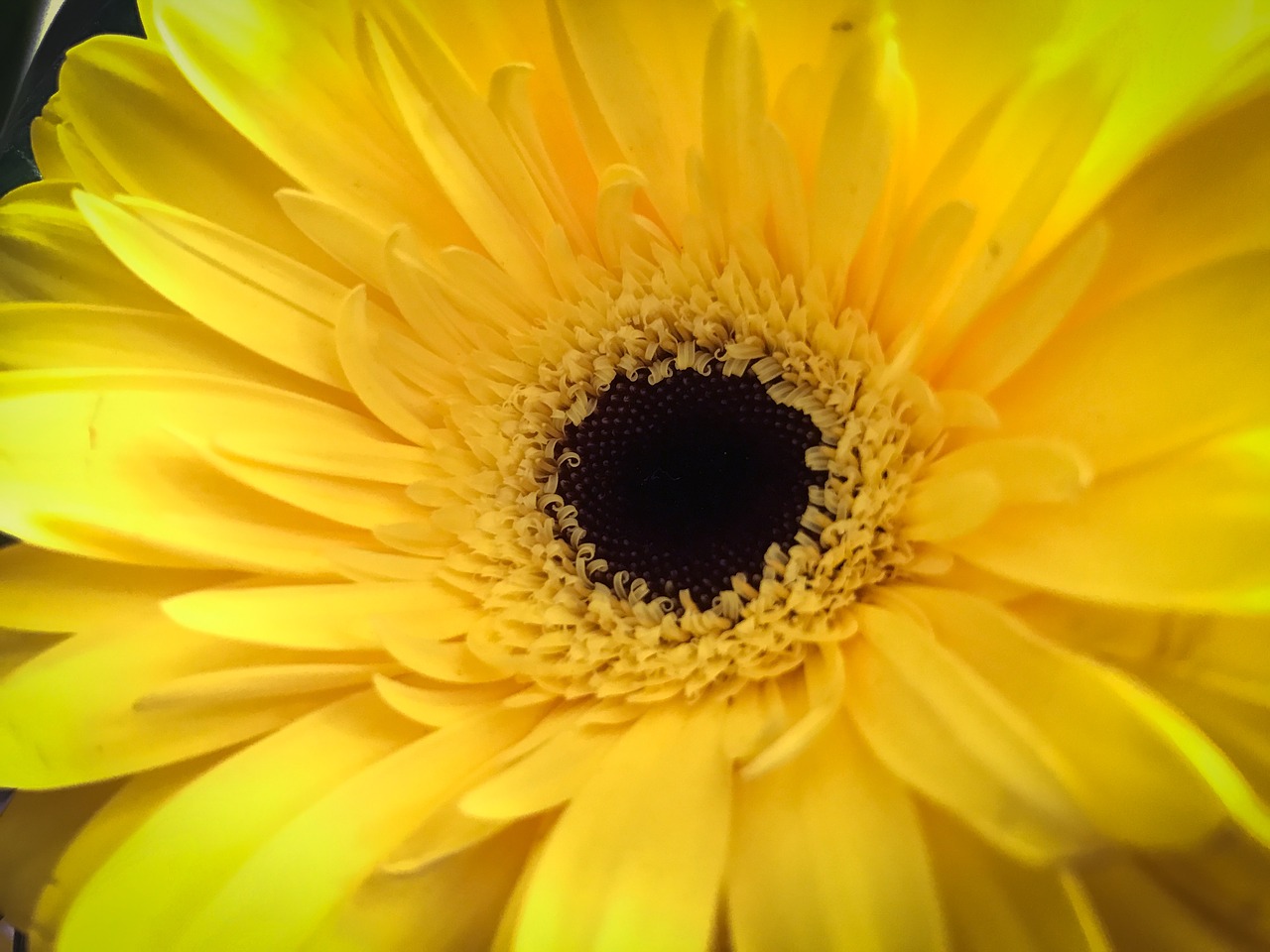 flower yellow spring free photo