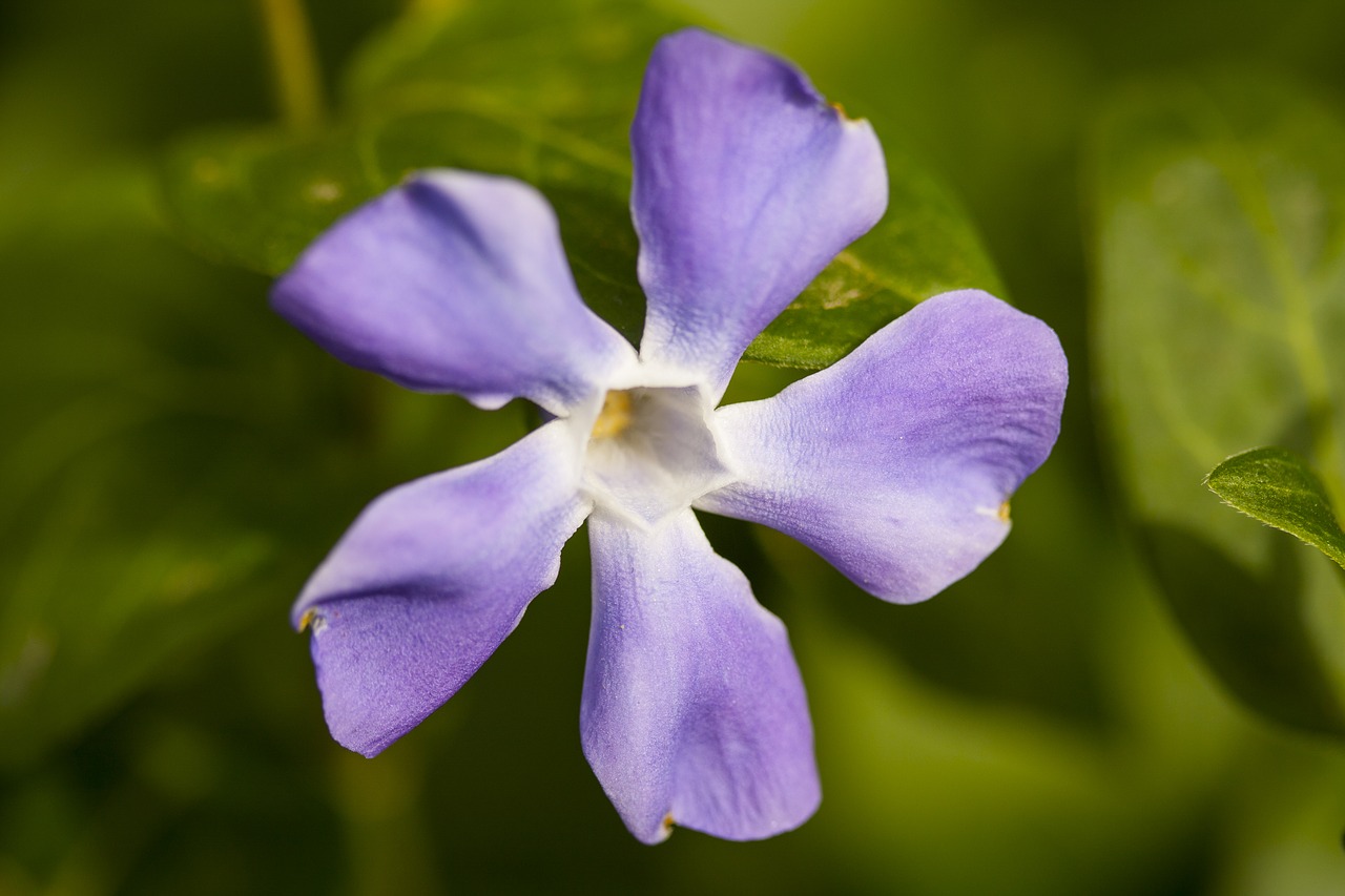 flower purple plant free photo