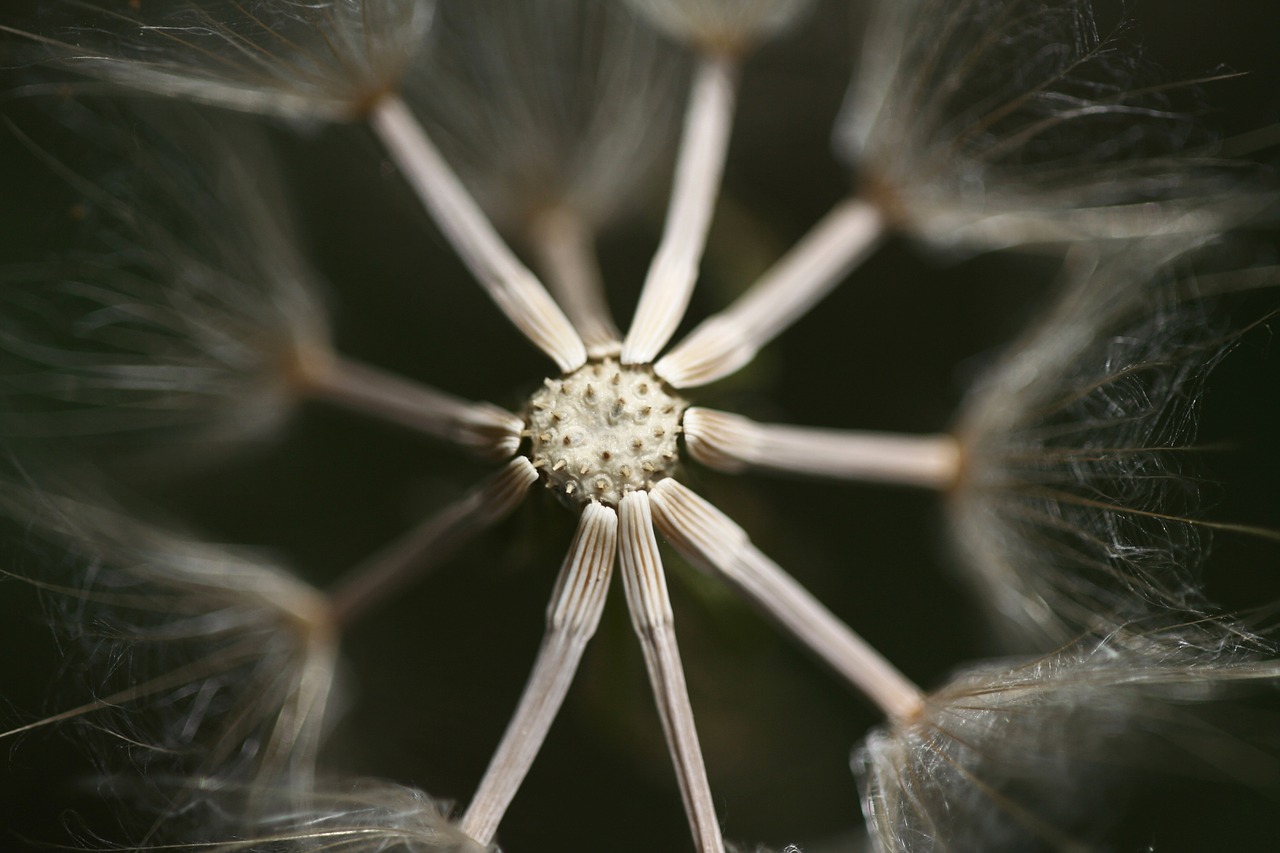 flower macro nature free photo