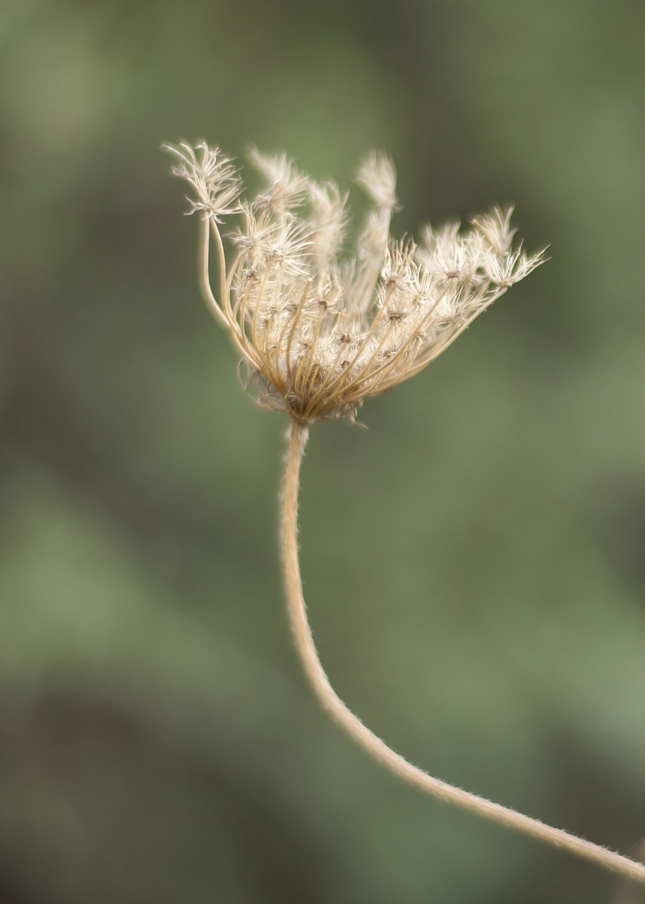 flower feather yellow free photo