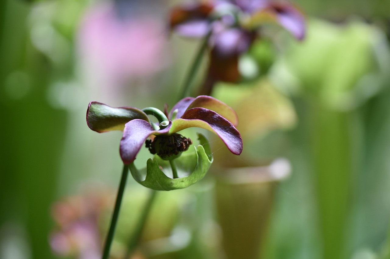 flower flowers plant free photo