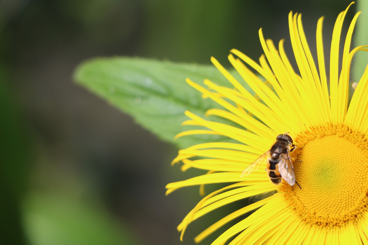 flower bee insect free photo