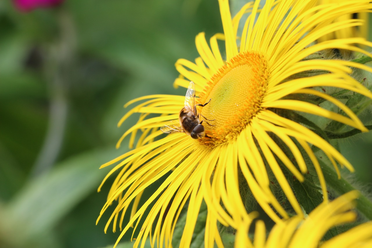 flower bee insect free photo