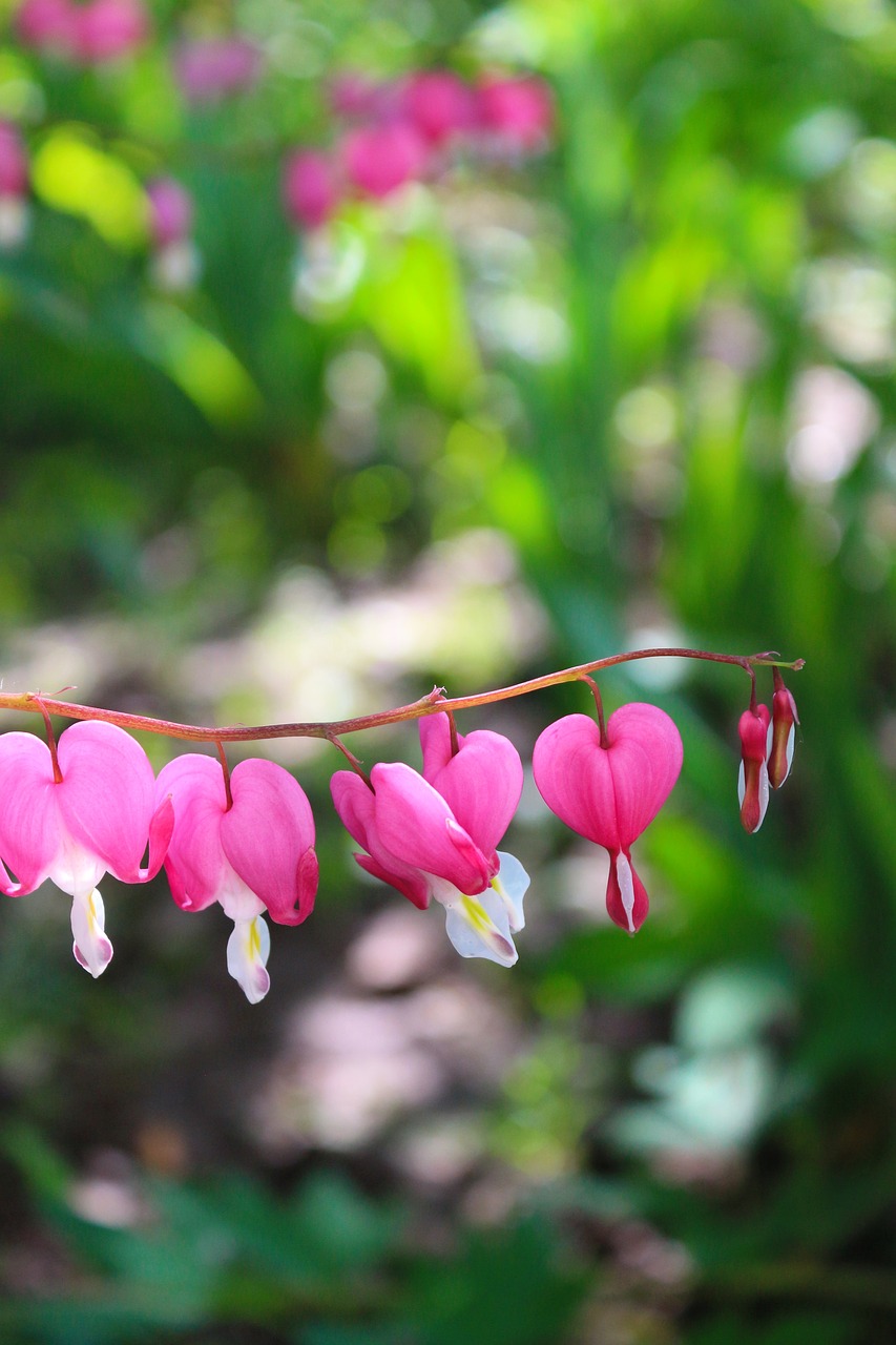 flower plant heart free photo