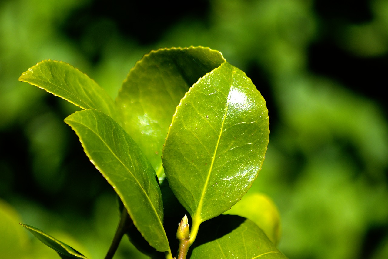 flower plant foliage free photo