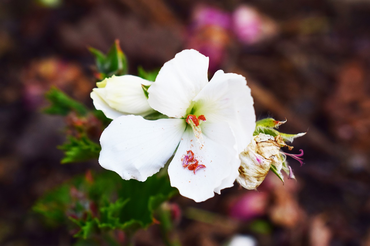 flower plant nature free photo