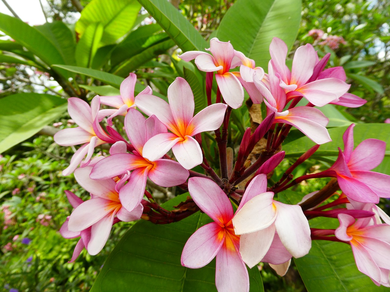 flower pink plant free photo