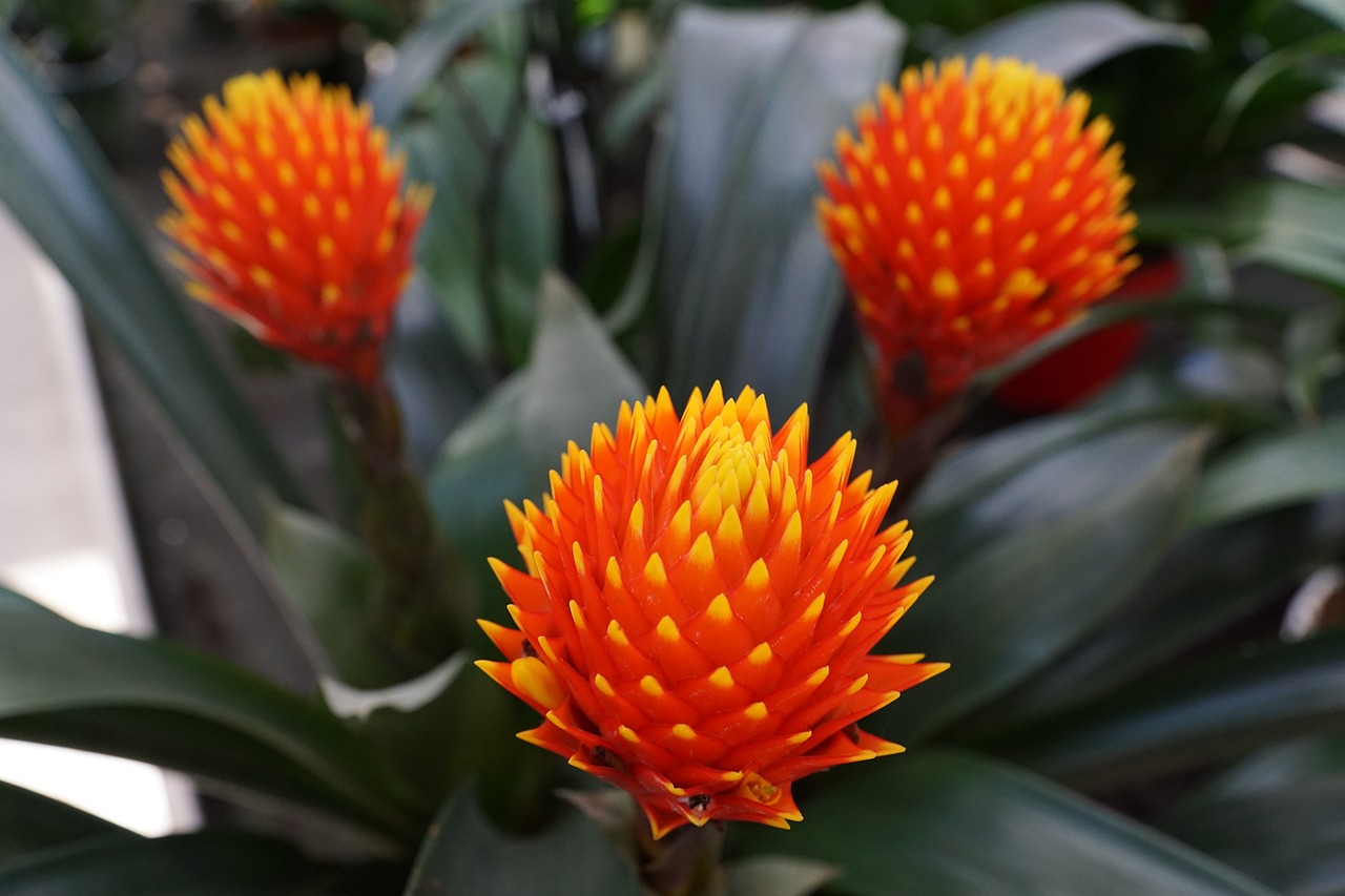 flower plant red free photo