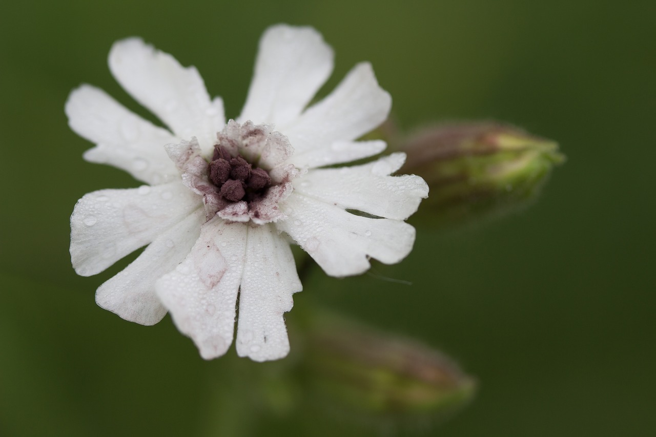 flower flower garden white flower free photo