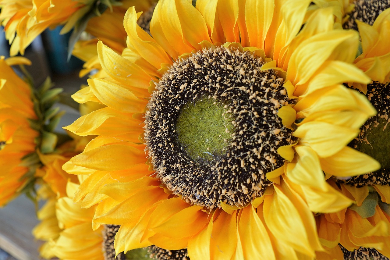 flower sun flower plant free photo