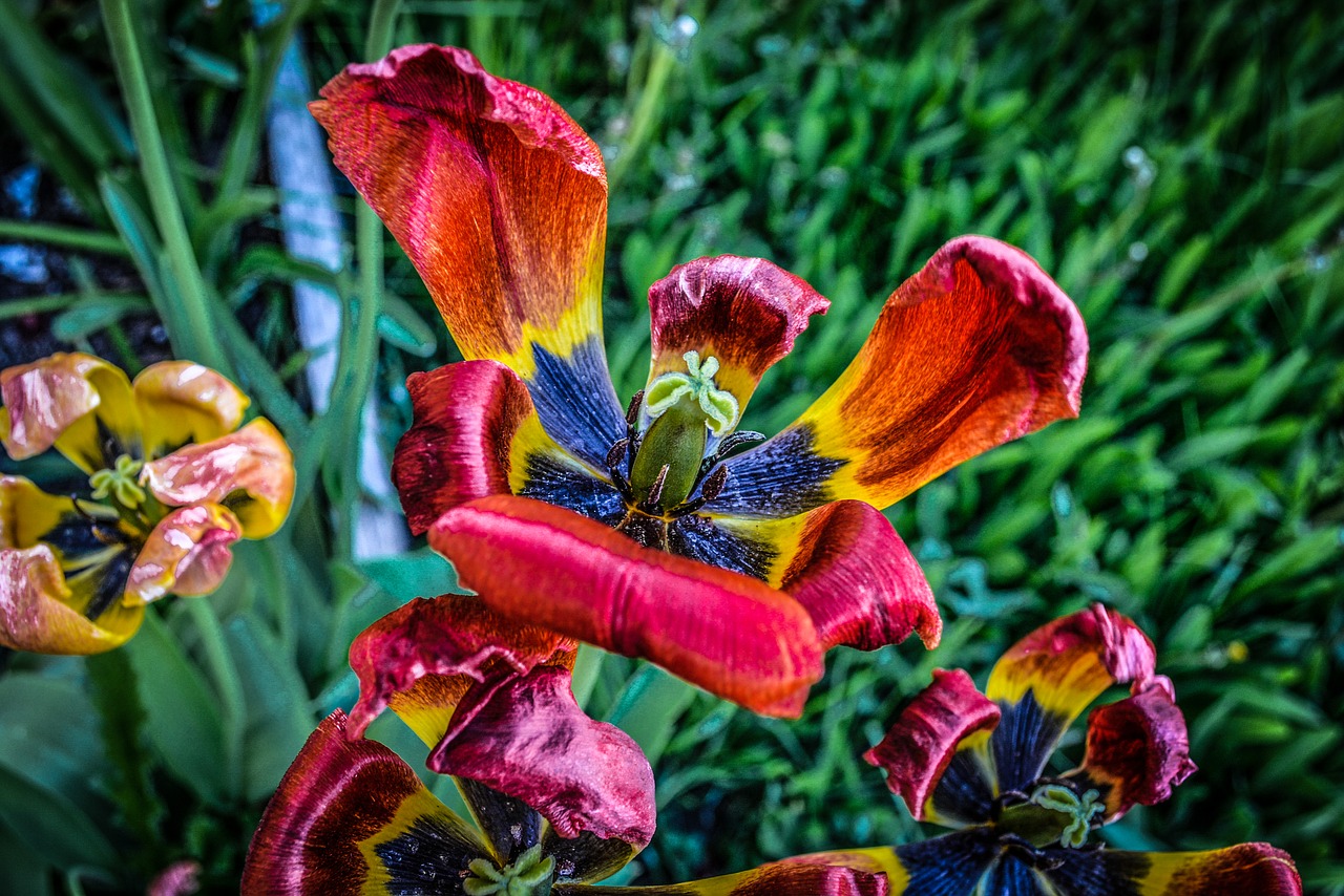 flower hdr garden free photo