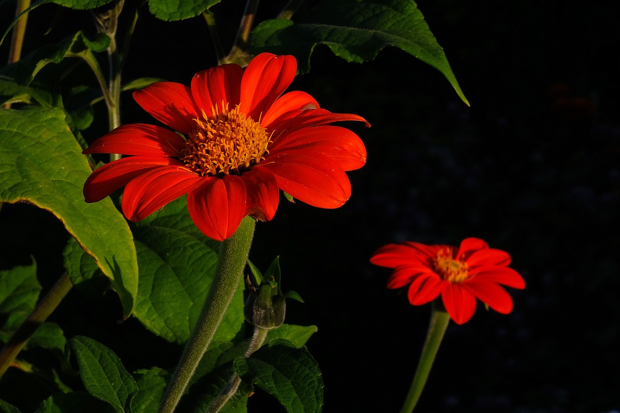 flower autumn flower red free photo