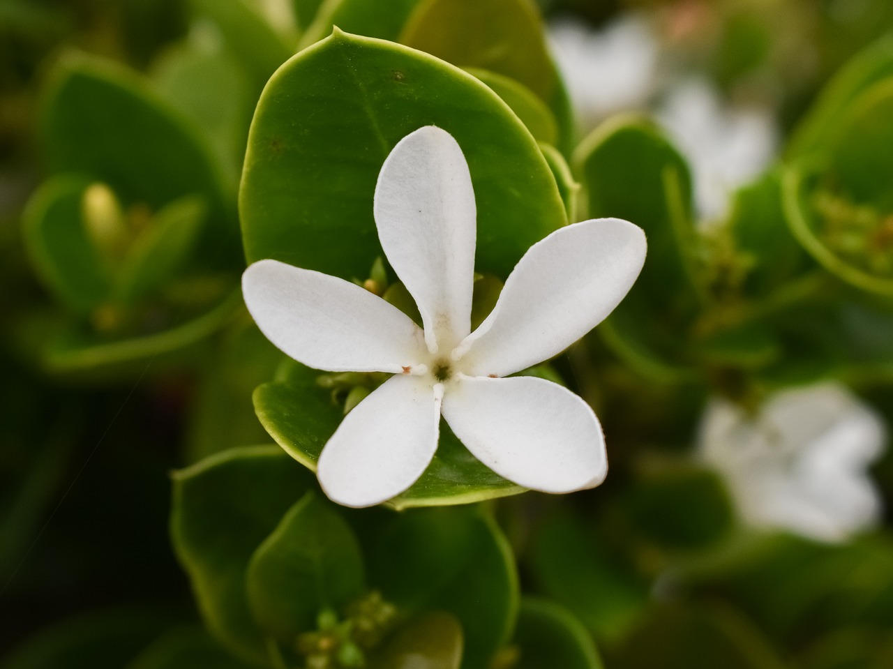 flower white nature free photo