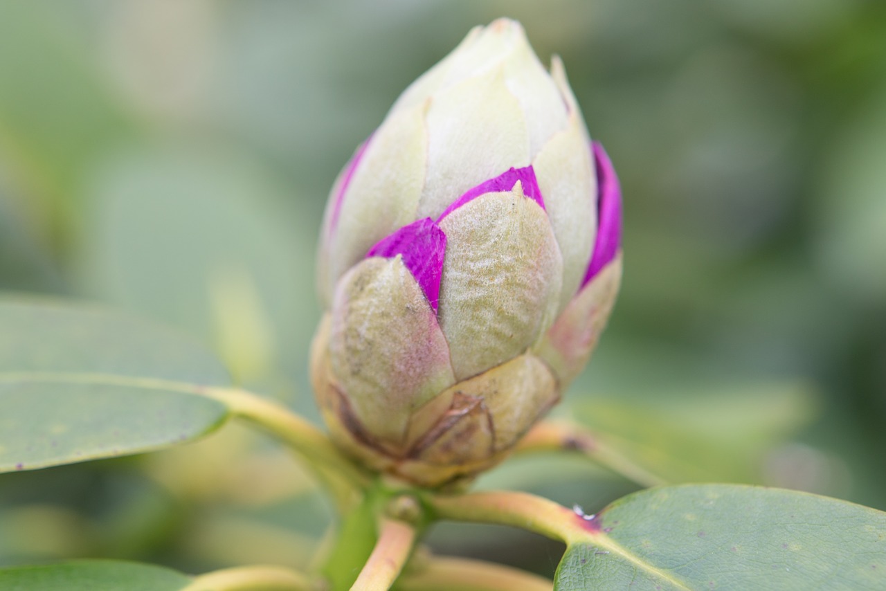 flower bud floral free photo