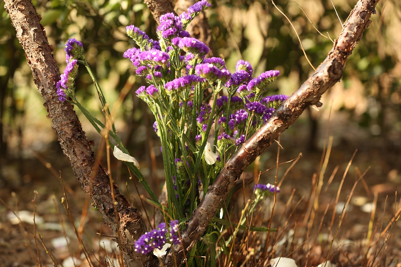 flower purple plant free photo