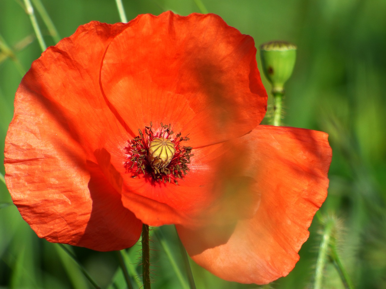 flower poppy nature free photo