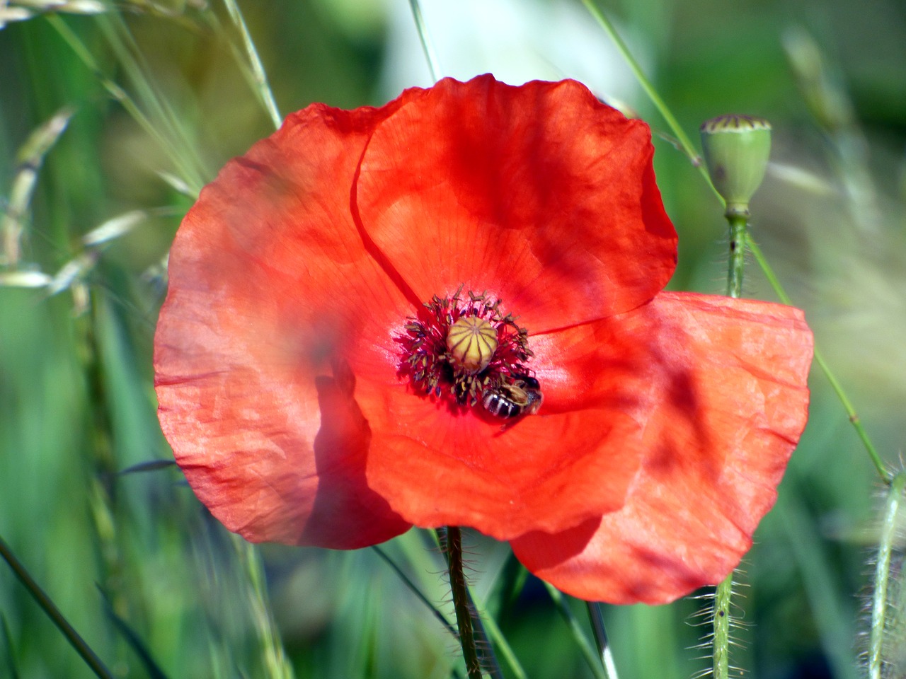 flower poppy nature free photo