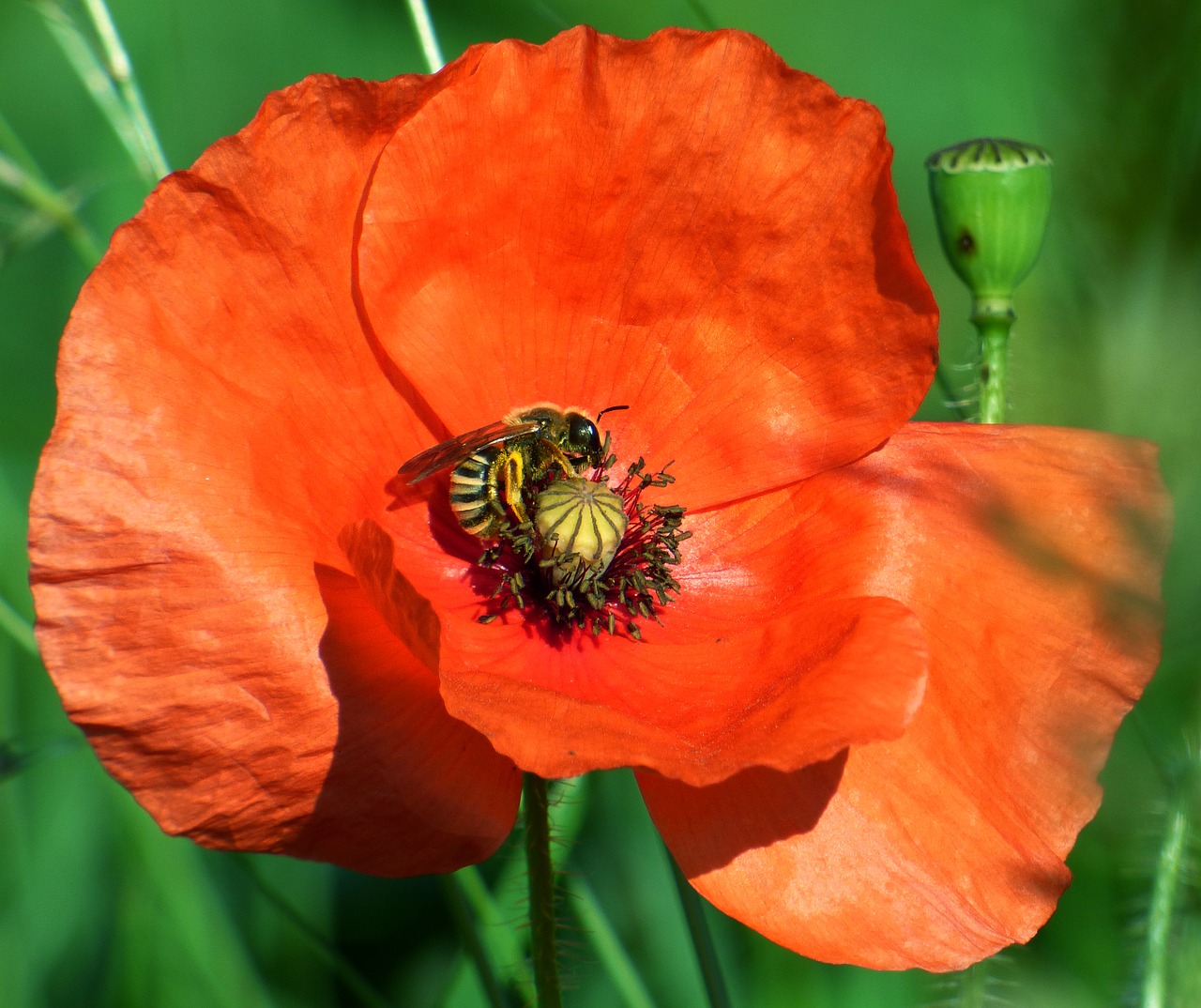 flower poppy bee free photo