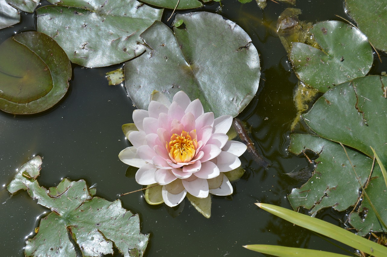 flower water lily nature free photo