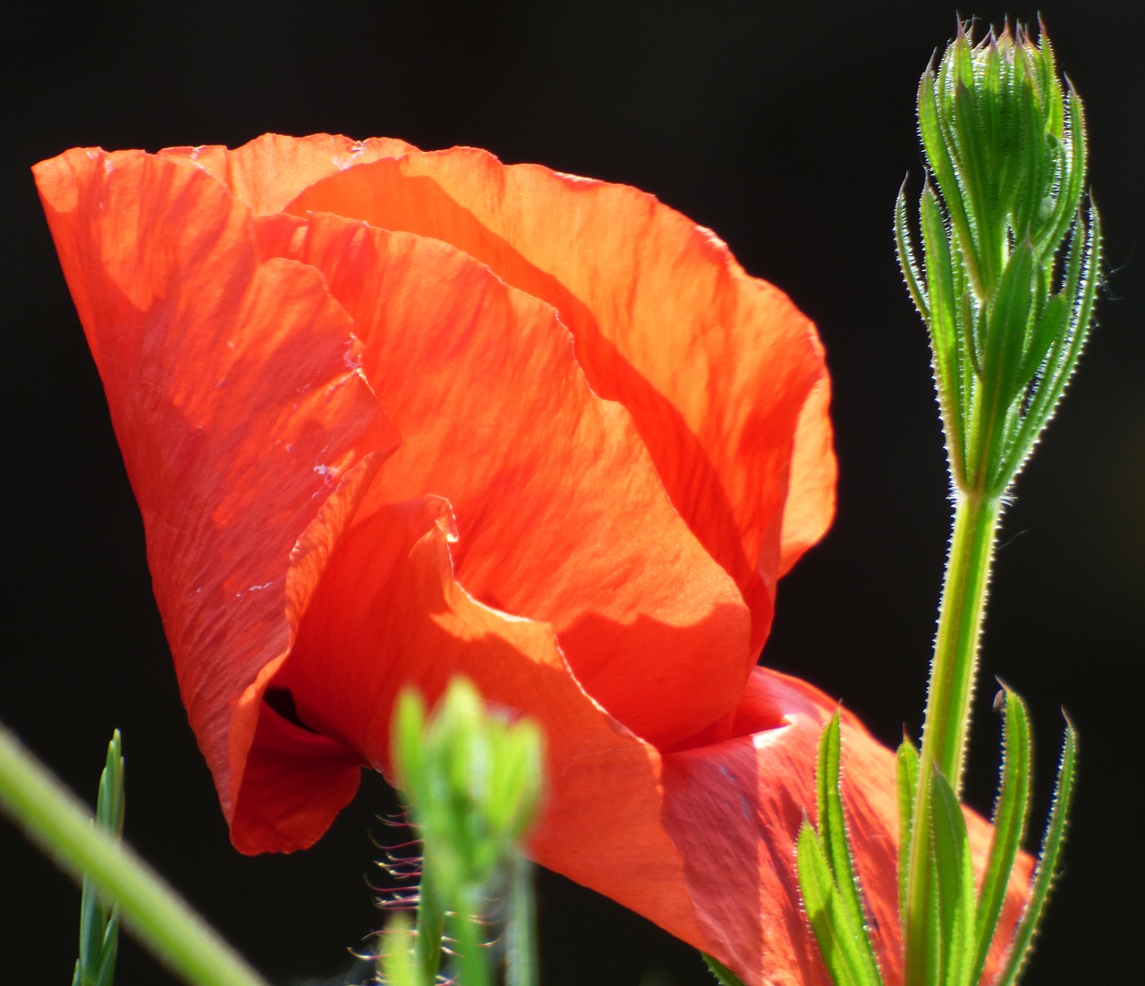 flower poppy fields free photo