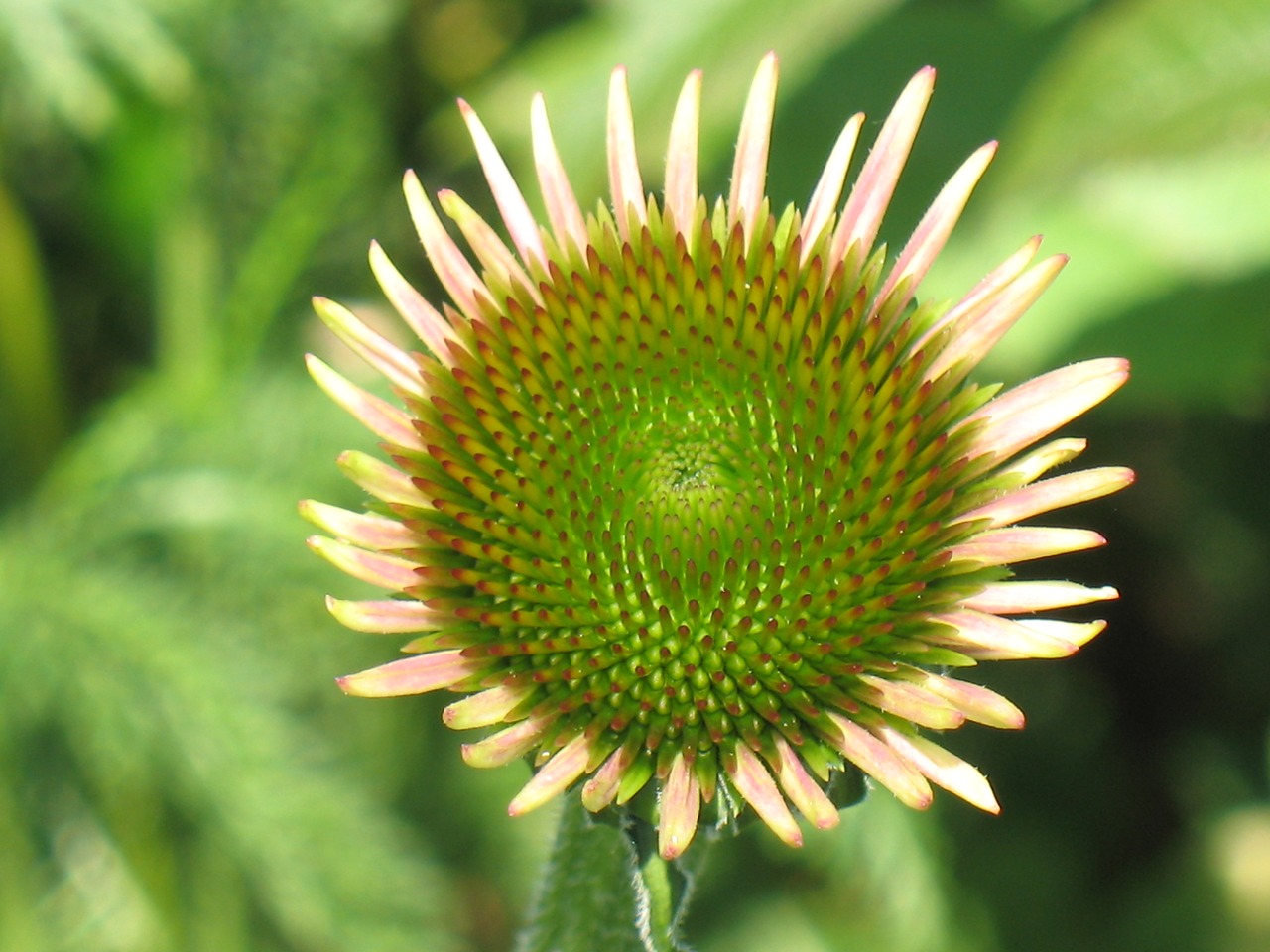 flower plant nature free photo