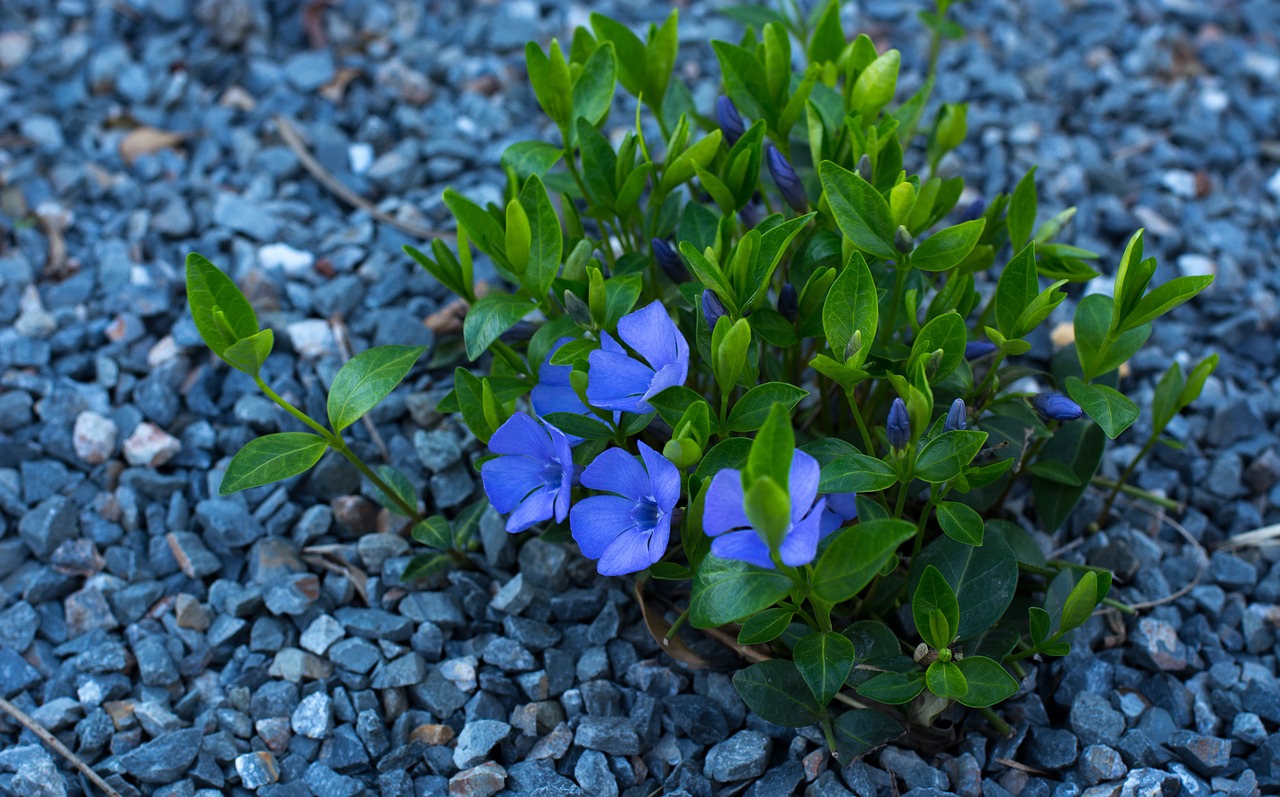 flower rocks plant free photo