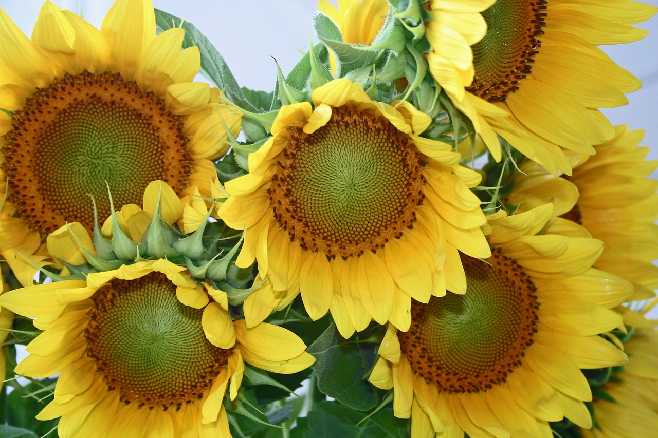 flower sunflower yellow free photo