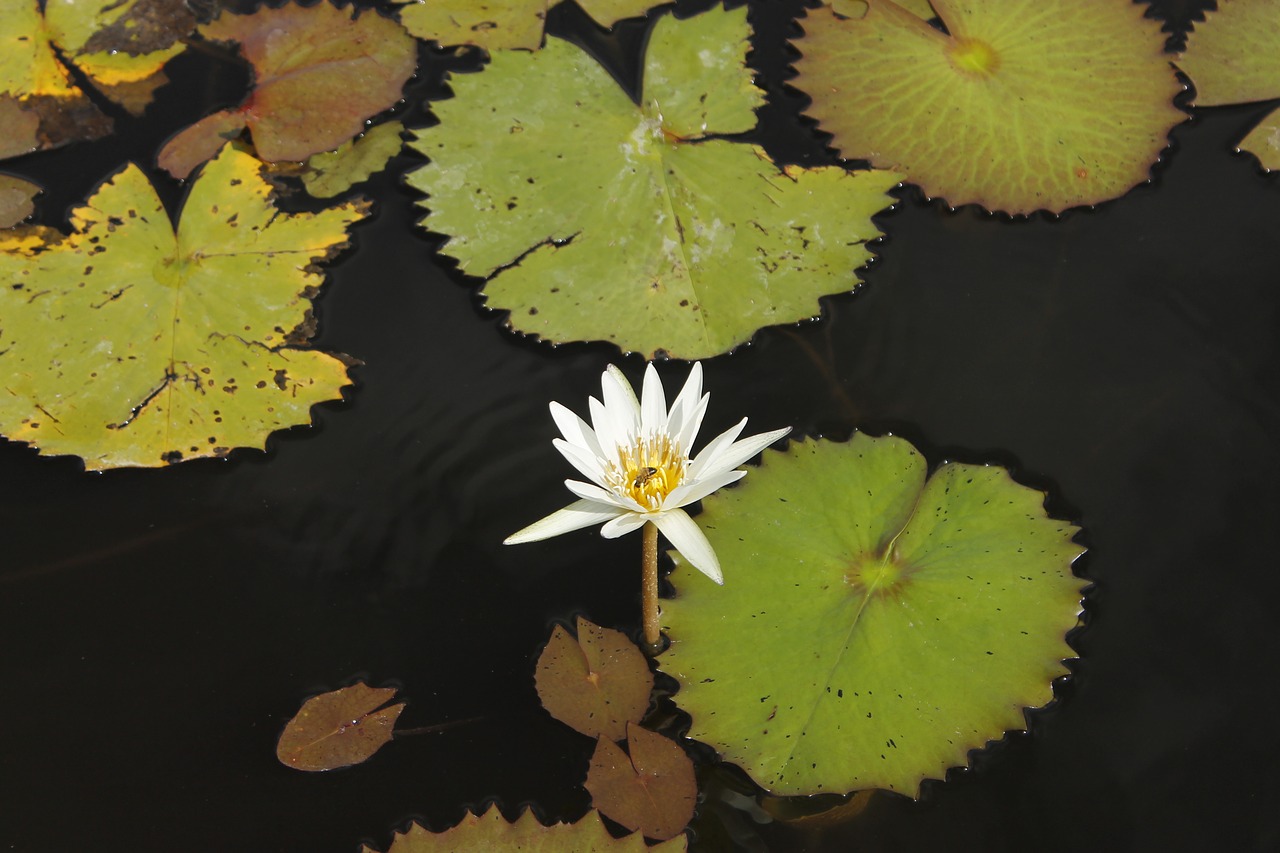 flower water grass free photo