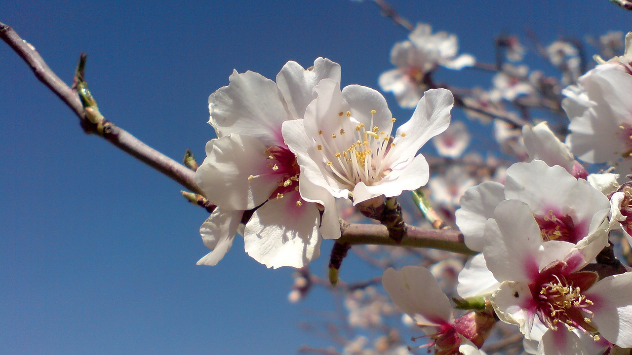 flower spring white free photo