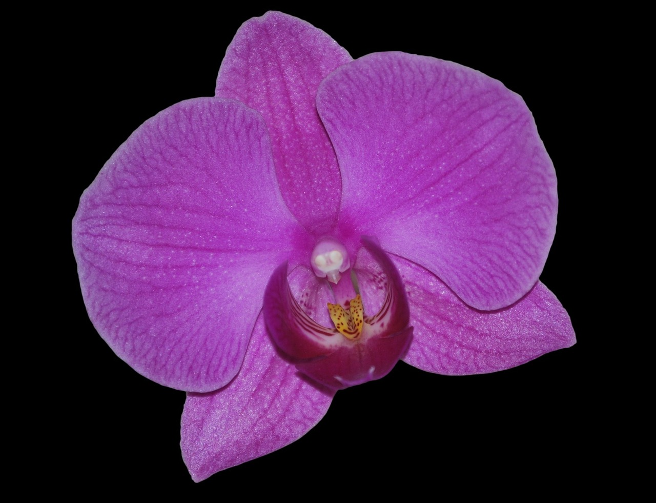 flower orchid purple free photo