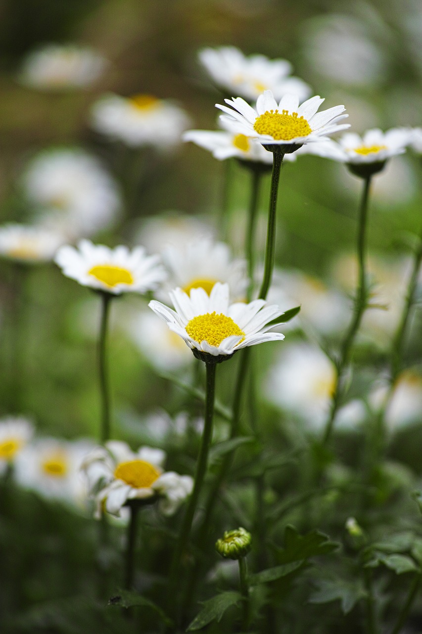 flower daisy plant free photo