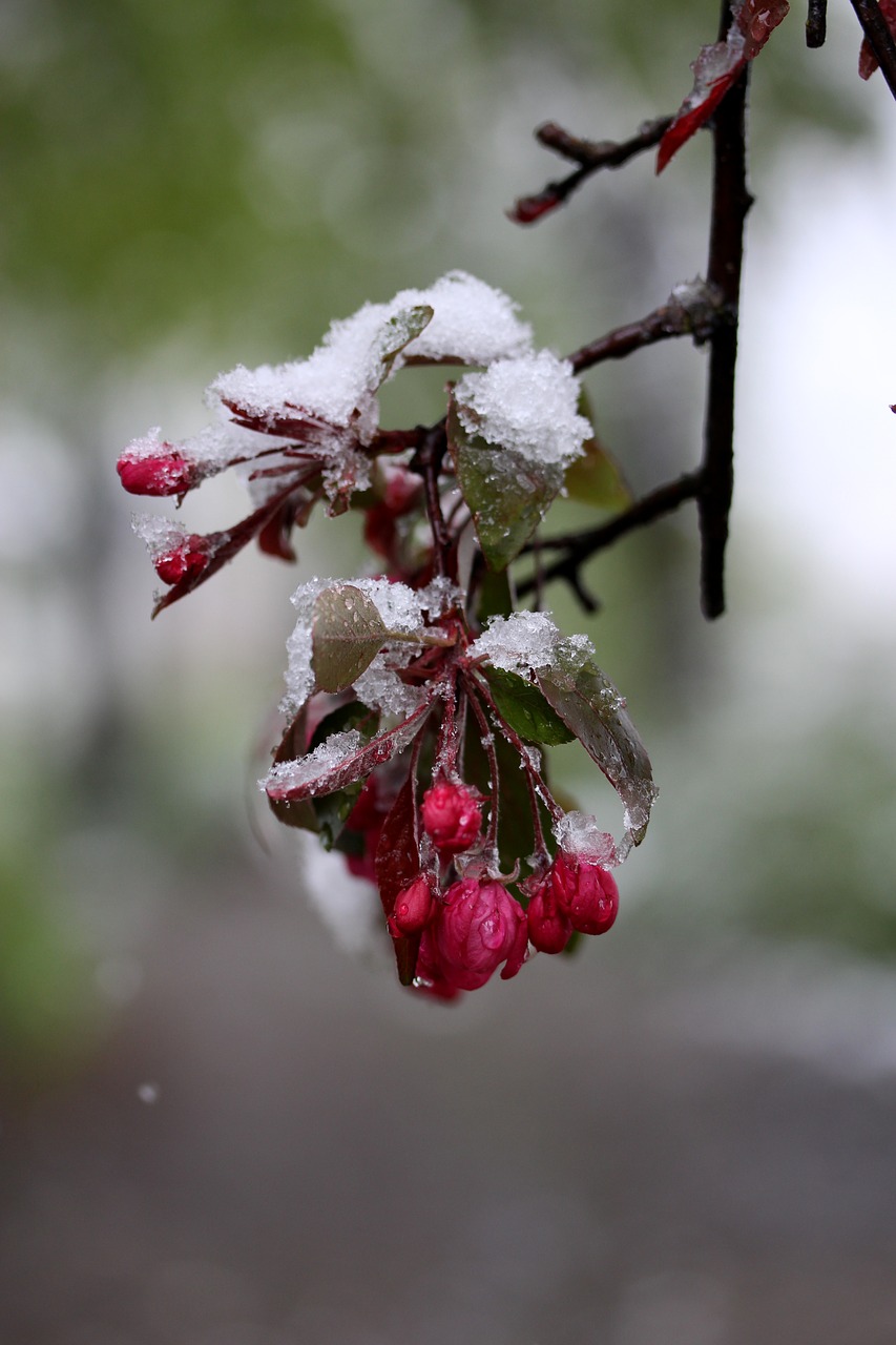 flower snow frozen free photo