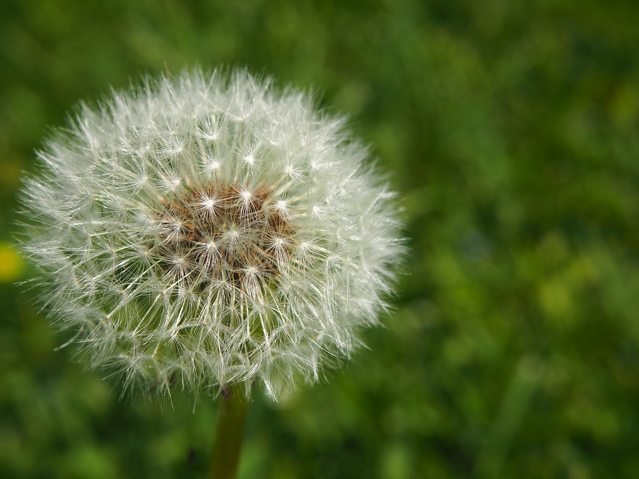 flower garden dandelion free photo