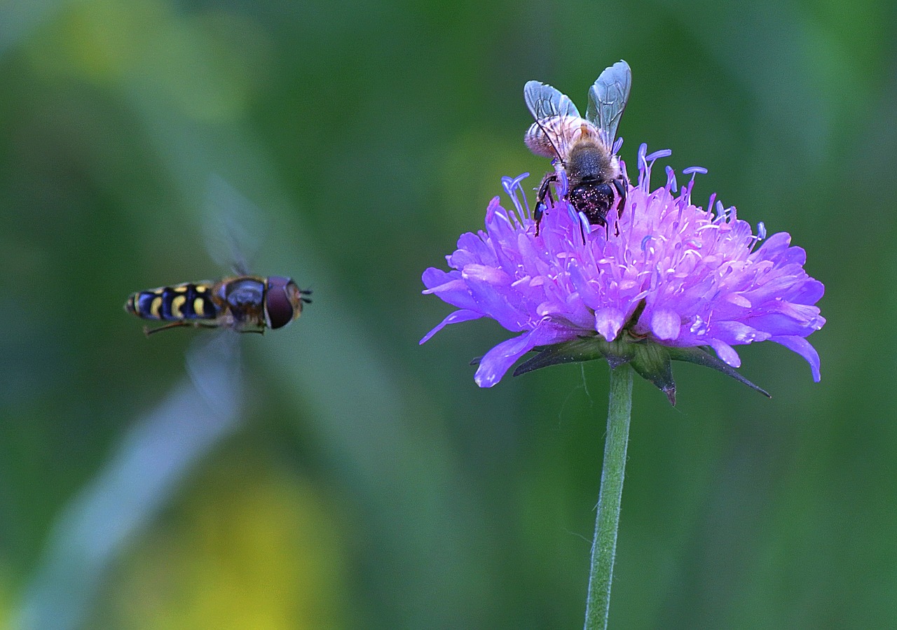 flower bee spring free photo