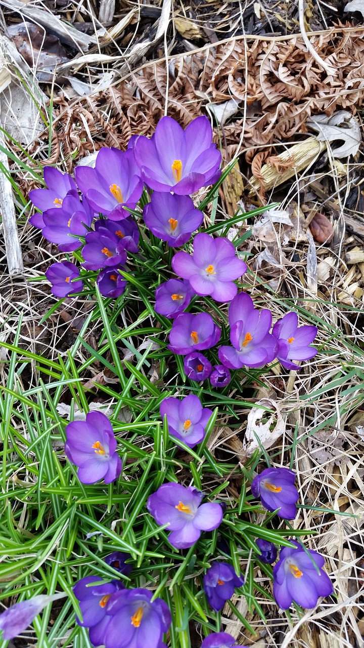 flower crocus purple free photo