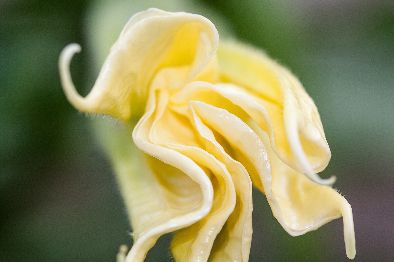 flower plant blossom free photo